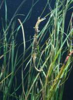 Bnder-Fetzenfisch (Haliichthys taeniophorus) versteckt sich zwischen Seegras.