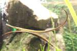 Asiatische Flussnadel (Doryichthys boaja) am 9.2.2010 im Vivarium Karlsruhe.