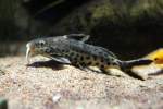 Vielpunkt-Fiederbartwels (Synodontis multipunctatus) am 19.3.201 im Zooaquarium Basel.