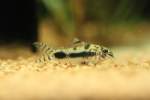 Einer der kleisten Panzerwelse mit einer maximalen Lnge von weniger als 3,5 cm ist der Marmorierte Zwergpanzerwels (Corydoras habrosus).