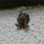 Diese Fledermaus hat sich einen schlechten Schlafplatz unter dem Dach an der Aussen Hauswand gesucht.