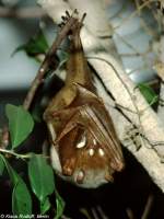 Harlekin-Flughund oder Streifengesichts-Flughund (Styloctenium wallacei) im Tierpark Berlin (Mrz 2002).