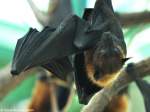 Indischer Flughund (Pteropus giganteus = Pteropus medius) im Tierpark Berlin (August 2015).