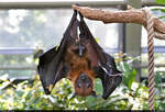 Auf den Kopf gestellt:  Fr einen kurzen Moment erwachte dieser Flugfuchs (Pteropus vampyrus) in der Schmetterlingshalle der Wilhelma Stuttgart.