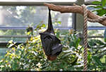 Ein Flugfuchs (Pteropus vampyrus) in der Wilhelma Stuttgart  legt  sich nach kurzem Erwachen wieder schlafen.