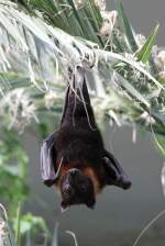 Indischer Riesenflugfuchs (Pteropus giganteus) am 18.4.2010 im Tierpark Berlin.