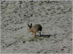 Ob dieser Hase wohl ein Bad nehmen will, gesehen am Strand von Neuharlingersiel am 09.05.2012.