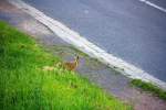 Ein Hase sizt auf der Wiese in Kohlscheid-Bank am Abend des 7.7.2012.