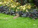 Ein Wildhase sitzt hier in einer Wiese in Dortmund, 20.08.2013.