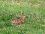 Dieser Hase war Ende Juni 2017 auf einer Wiese in Dsseldorf zu sehen.