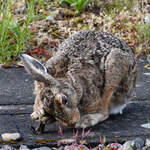 Eine kleine Beautykur fr die Ohren kann nicht schaden, denkt sich wohl gerade dieser Hase.