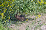 Ein schnffelnder Hase am Rande eines Rapsfeldes.