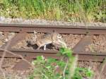 Achtung auf den Gleisanlagen!  Hase hoppelt durch ;100524