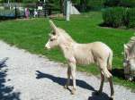 Albino-Eselfohlen tollt im Freizeitpark Agrarium;070715