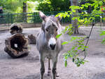 Der Hausesel, hier im Inselzoo Altenburg (Foto 10.08.23) ist weit mehr als nur das „st�rrische“ Lasttier aus dem Bilderbuch.