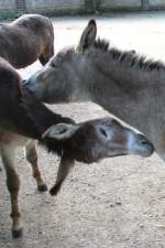 Zwei sich liebende Bulgarische Hausesel am 26.6.2010 im Leipziger Zoo.