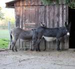 2 Hausesel im Tiergehege Zeulenroda am 29.09.2011