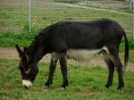 Hausesel im Tiergehege Zeulenroda am 14.09.12