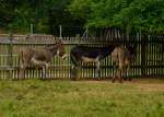 Ebenfalls im Schwarzach beheimatet ist eine kleine Eselherde.9.8.2013 