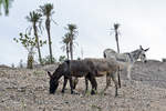Afrikanische Esel im Oasis Park auf der Insel Fuerteventura in Spanien.