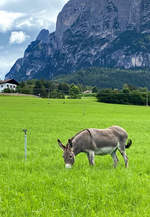 Esel auf einer Almweide in Sdtirol - 18.07.2020