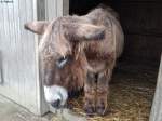 Esel in Sankt Peter-Ording am 19.10.2014