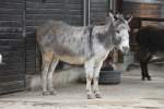 Ein grauer Sardischer Zwergesel am 9.2.2010 im Zoo Karlsruhe.