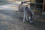 Ein Zwergesel im Zoo Dresden am 7.12.2009.