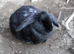 Der Meißner Widder ist ein mittelgroßes Kanninchen, welches um 1900 im Raum Meißen gezüchtet wurde.