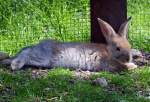 Hase beim Sonnenbad im Hochwildpark Rheinland - 10.05.2015