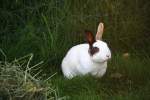 Ein wei Zwergkaninchen im Garten in Kohlscheid-Bank am Abend des 27.5.2012.