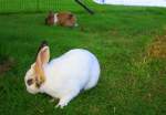 Zwei Zwergkaninchen sitzten auf der Wiese im Garten Kohlscheid-Bank am Abend des 7.7.2012.