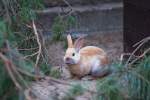 Ein Zwergkaninchen wartet im Tierpark Ueckermnde auf seinen neuen Besitzer.