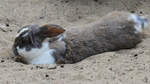 Ein Hauskaninchen Anfang Juli 2010 im Zoo Schwerin.