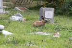 Zwergkaninchen beim Besuch auf dem Tierfriedhof.