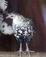 Ein Huhn im Tiergehege Zeulenroda am 29.09.2011