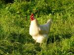 Ein Weisses Huhn ..