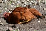 Huhn buddelt sich eine Erdkuhle - 10.05.2015