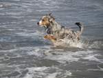 Unser Australian Shepard bei einem Bad im Meer im flachen Wasser bei wenig Wellengang.