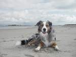 Unser Australian Shepard posiert am Strand in Frankreich.