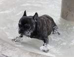 Holly, Franzsische Bulldogge, * Feb.