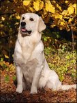 Gladword's Golden Retriever - Zuchthndin:   Gladword's True Loving Benita 