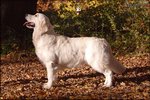 Gladword's Golden Retriever - Zuchthndin:   Gladword's True Loving Benita 