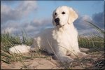 Gladword's Golden Retriever - Zuchthndin:   Jako's As Time goes on for Scully 