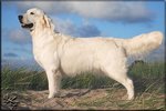 Gladword's Golden Retriever - Zuchthndin:   Jako's As Time goes on for Scully 