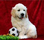 Gladword's Golden Retriever Welpe