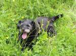 Halt, bitte eine kurze Verschnaufpause!Aufgenommen am 15.6.2013 im Kaufunger Wald.