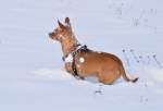 Ein Schneehund! Benji hat am Sonntagvormittag reichlich Spass im Schnee.