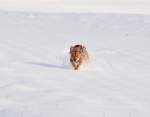 Hi ich nochmal Benji, hier tobe ich mal durch den Schnee.....wenn er ohne Salz und Eis ist, macht das richtig Spass....und meine Beiden Menschen freuen sich auch.