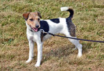 Netter Glatthaar-Foxterrier am Flugplatz Wershofen - 03.09.2016